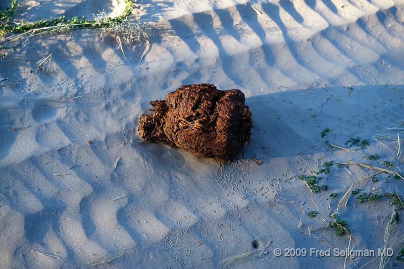 20090604_164823 D3 X1.jpg - Elephant dung